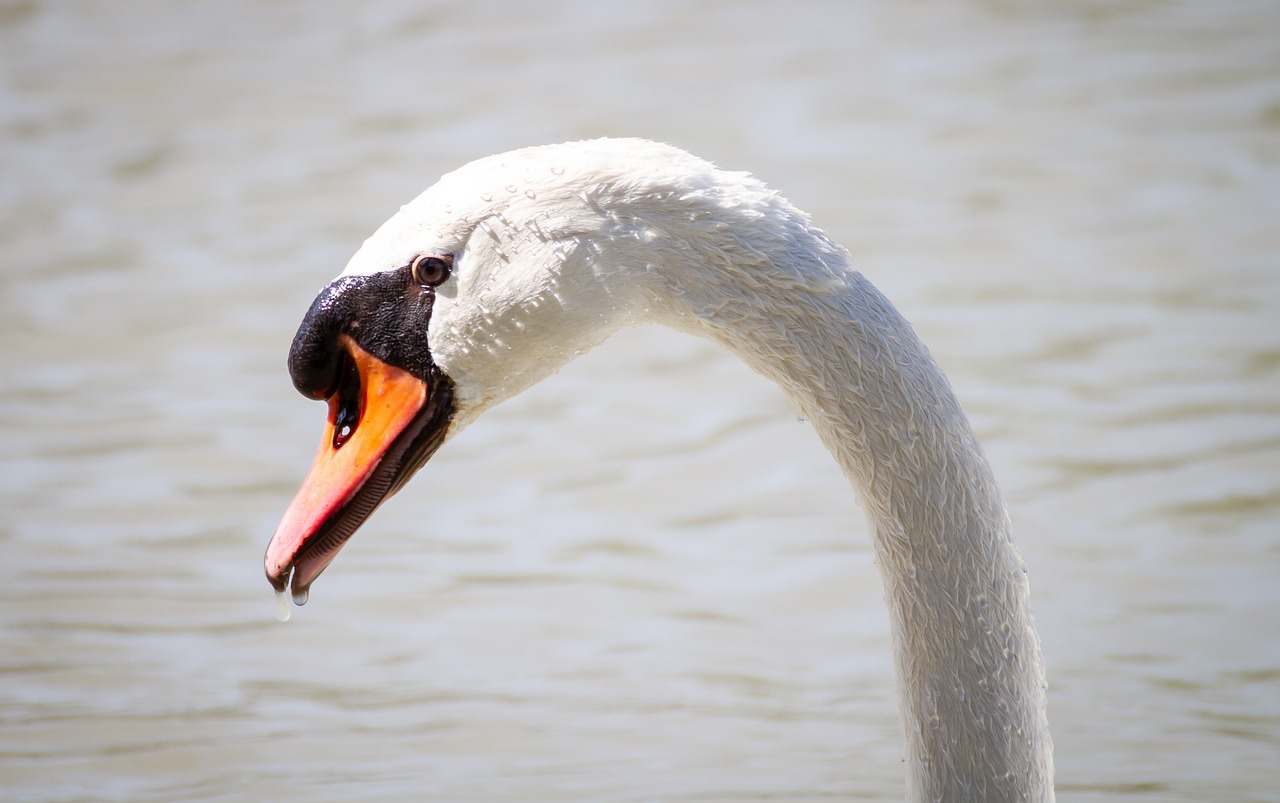 言葉の使い分け　「了解」・「了承」・「招致」・「承諾」